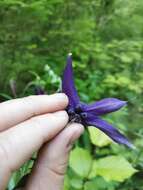 Image of Bulgarian Columbine