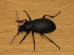 Image of Carabus (Procrustes) coriaceus Linnaeus 1758