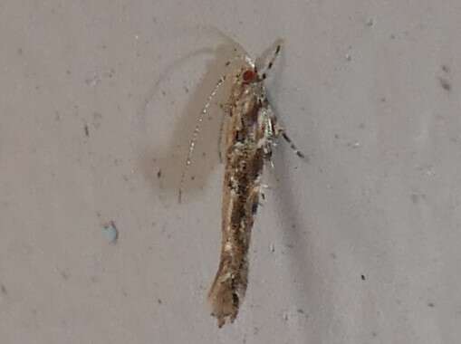 Image of cosmet moth