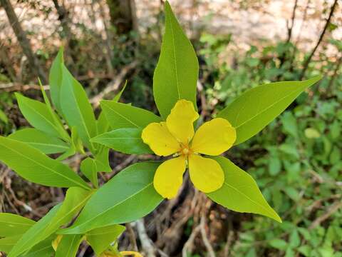 Imagem de Arboa integrifolia (Claverie) Thulin & Razafim.