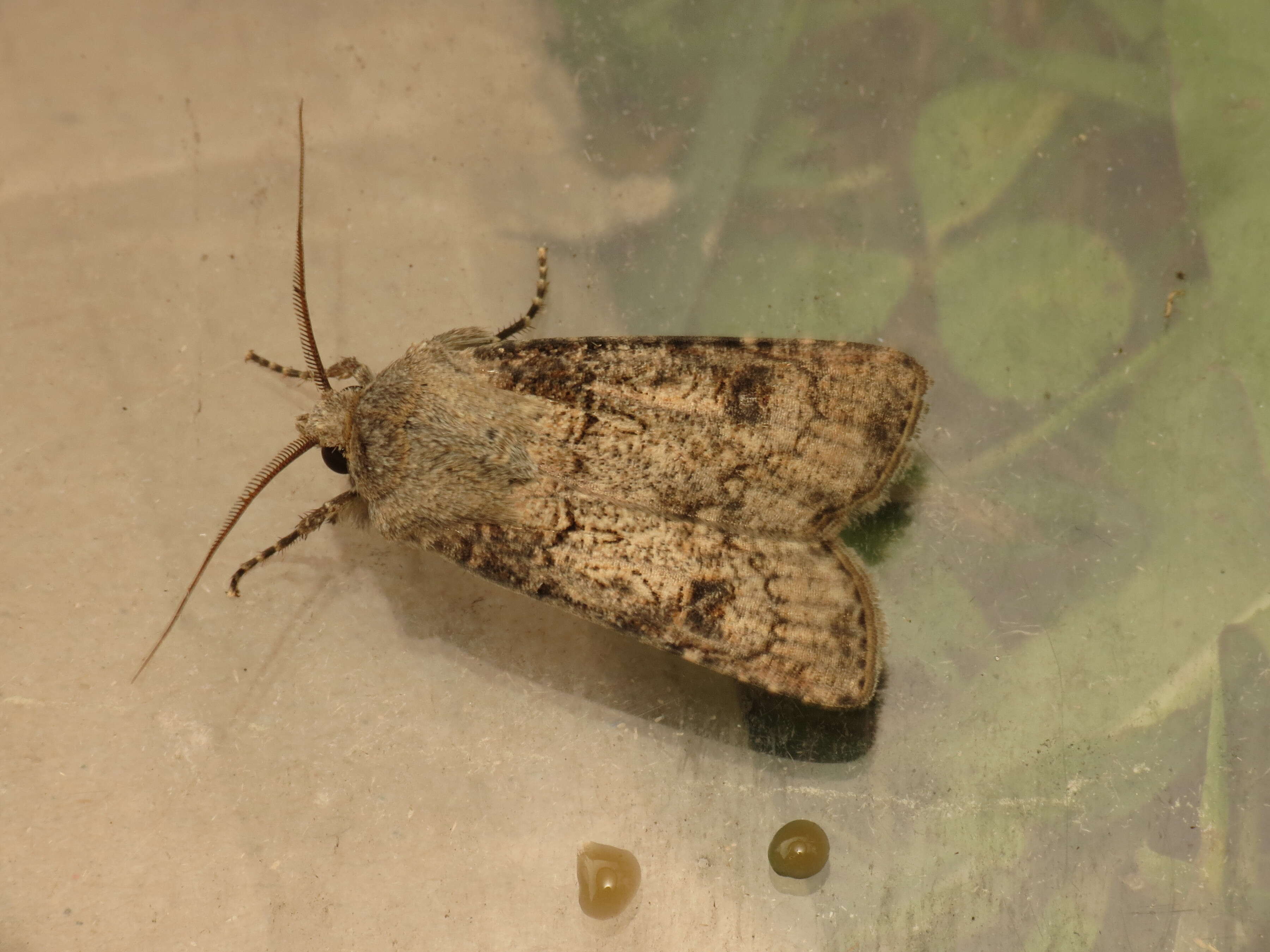 Image of turnip moth