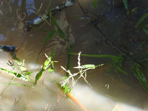 Imagem de Panicum gymnocarpon Elliott