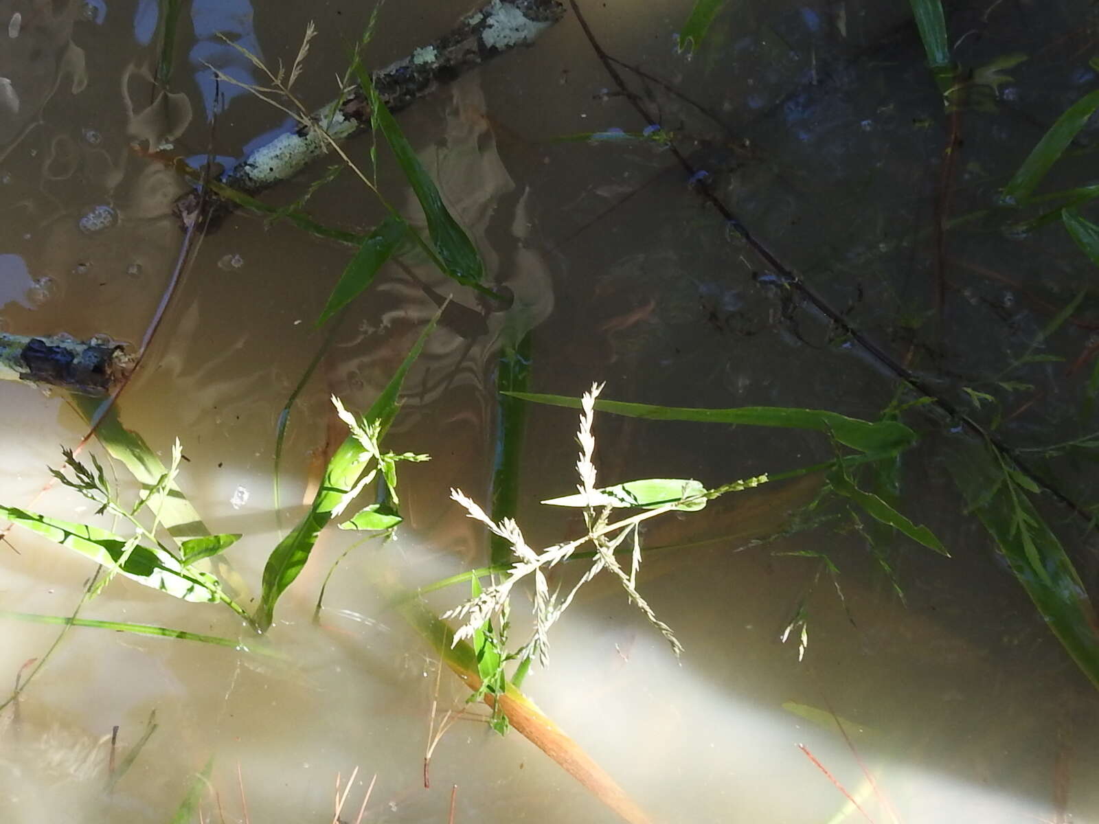 Image of Savannah-Panic Grass