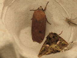 Image of Large Yellow Underwing