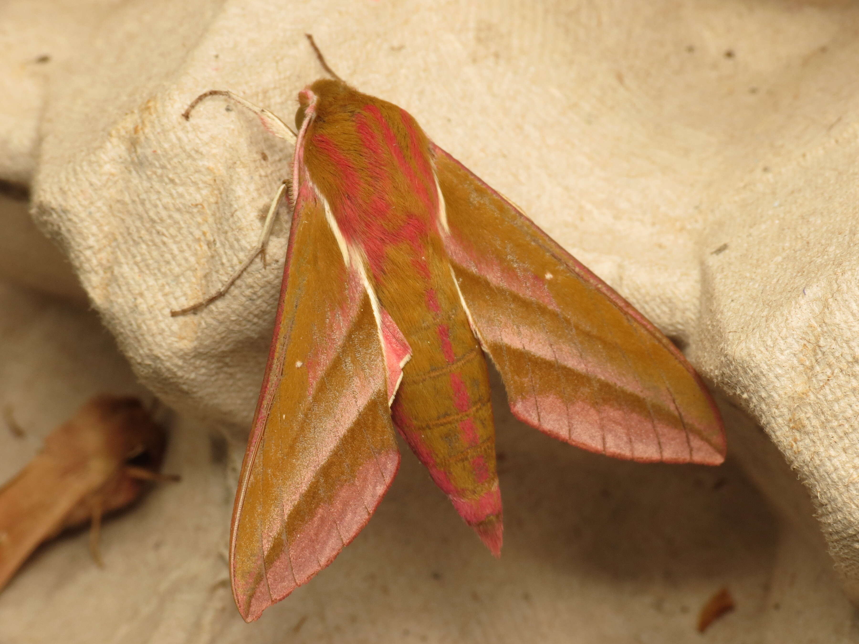 Image of elephant hawk-moth