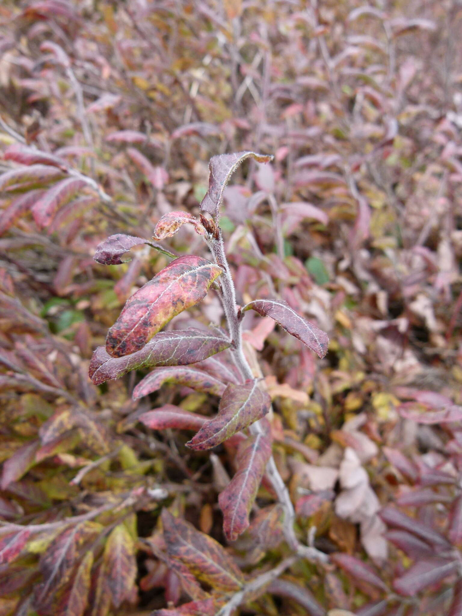 Image of velvetleaf huckleberry