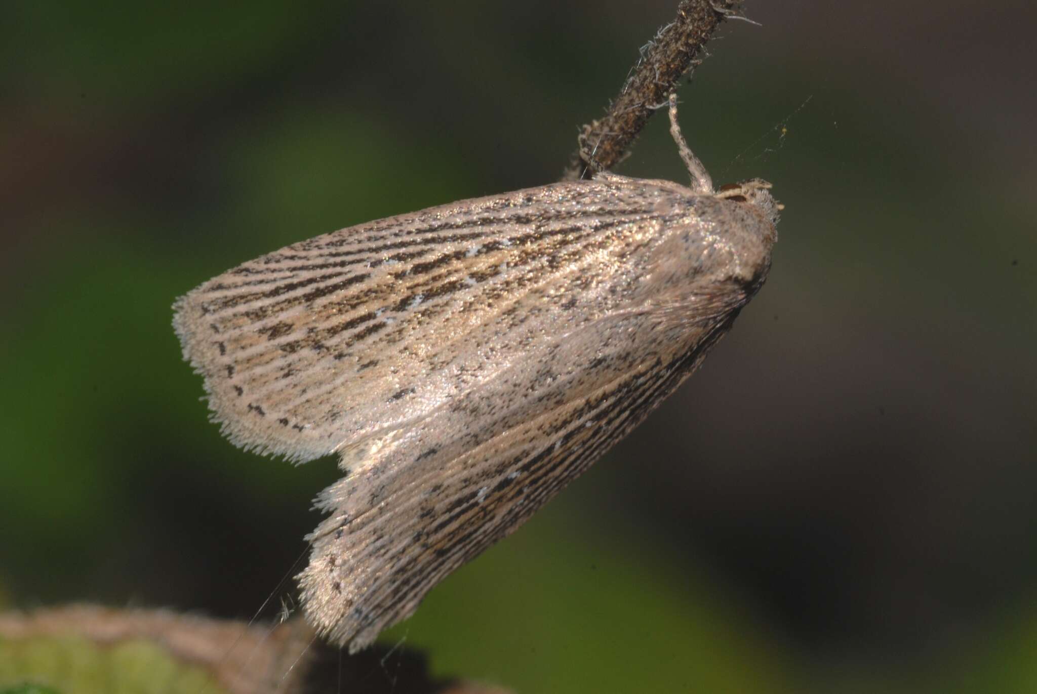 Image of Chilodes maritima Tauscher 1806