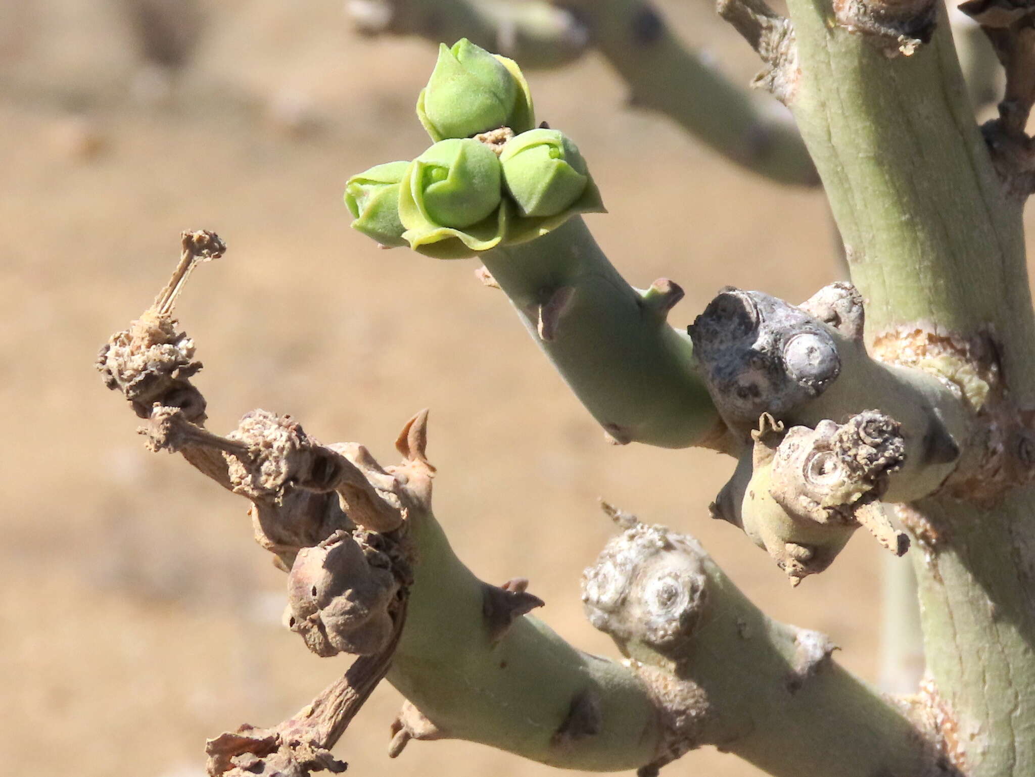 Image of Euphorbia dregeana E. Mey. ex Boiss.