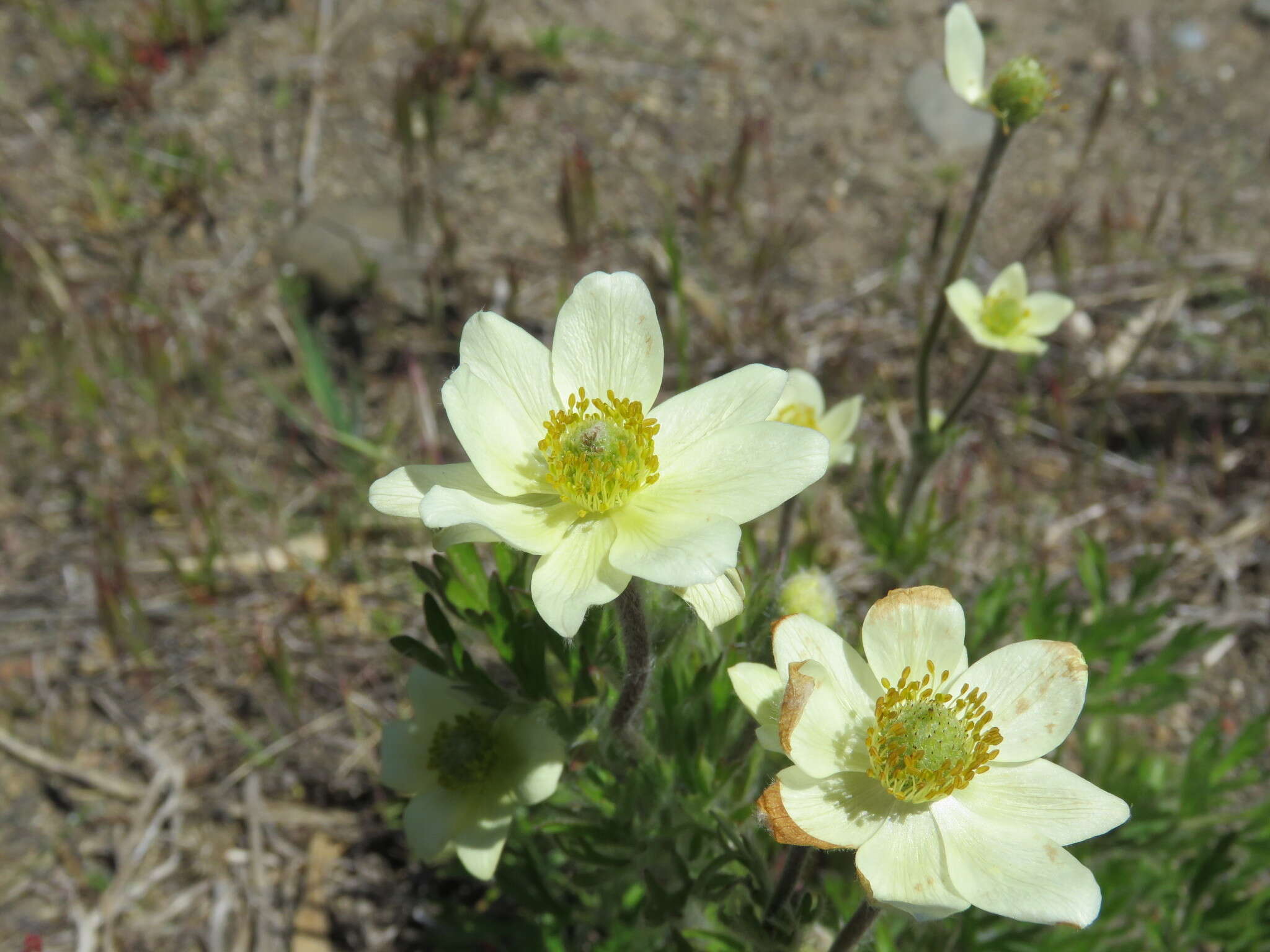 Image of Pacific anemone