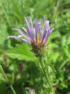 Plancia ëd Aster amellus subsp. bessarabicus (Rchb.) Soó