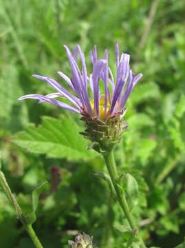 Image of Aster amellus subsp. bessarabicus (Rchb.) Soó