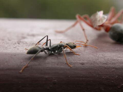 Image of Myrmecia nigriceps Mayr 1862