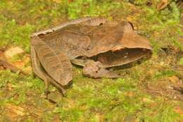 Image of Tilaran Robber Frog