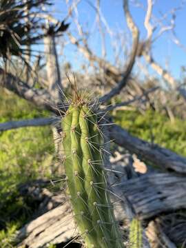 Image of Caribbean applecactus