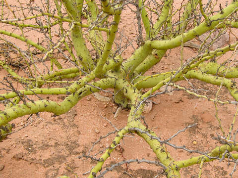 Image of Parkinsonia praecox (Ruiz & Pav.) Hawkins