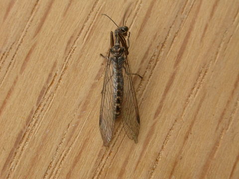 Image of mantidflies