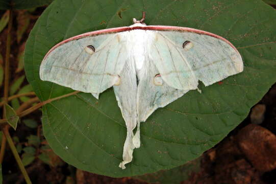 Image of Indian Luna Moth