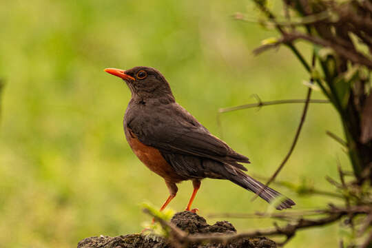 Image of Abyssinian Thrush