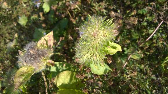 Image of Hairy Clustervine