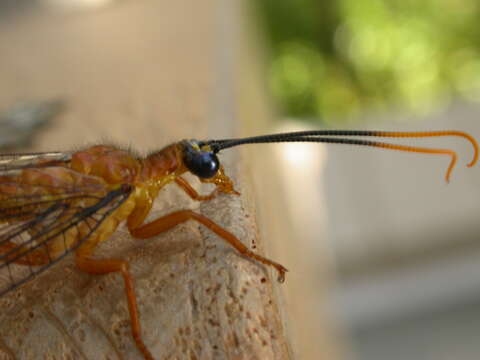 Image of Nymphes myrmeleonides