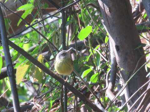 Image of Spotted Tody-Flycatcher