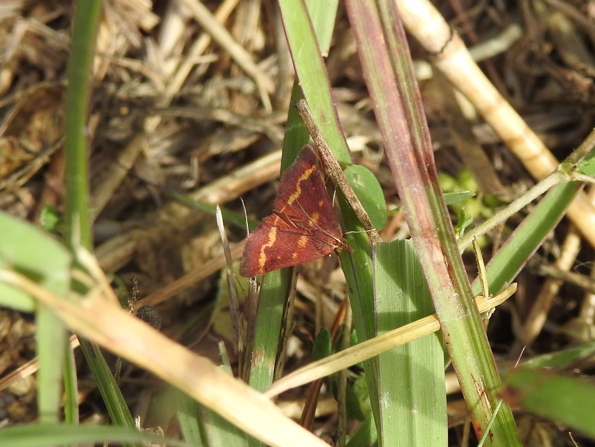 Image of Pyrausta pseuderosnealis Munroe 1976