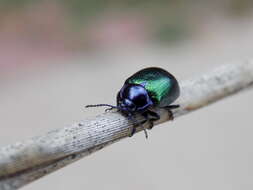 Plancia ëd Chrysolina (Allhypericia) auripennis (Say 1824)