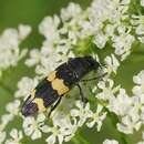 Image of Castiarina bifasciata (Hope 1831)