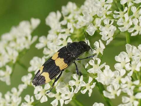 Image of Castiarina bifasciata (Hope 1831)