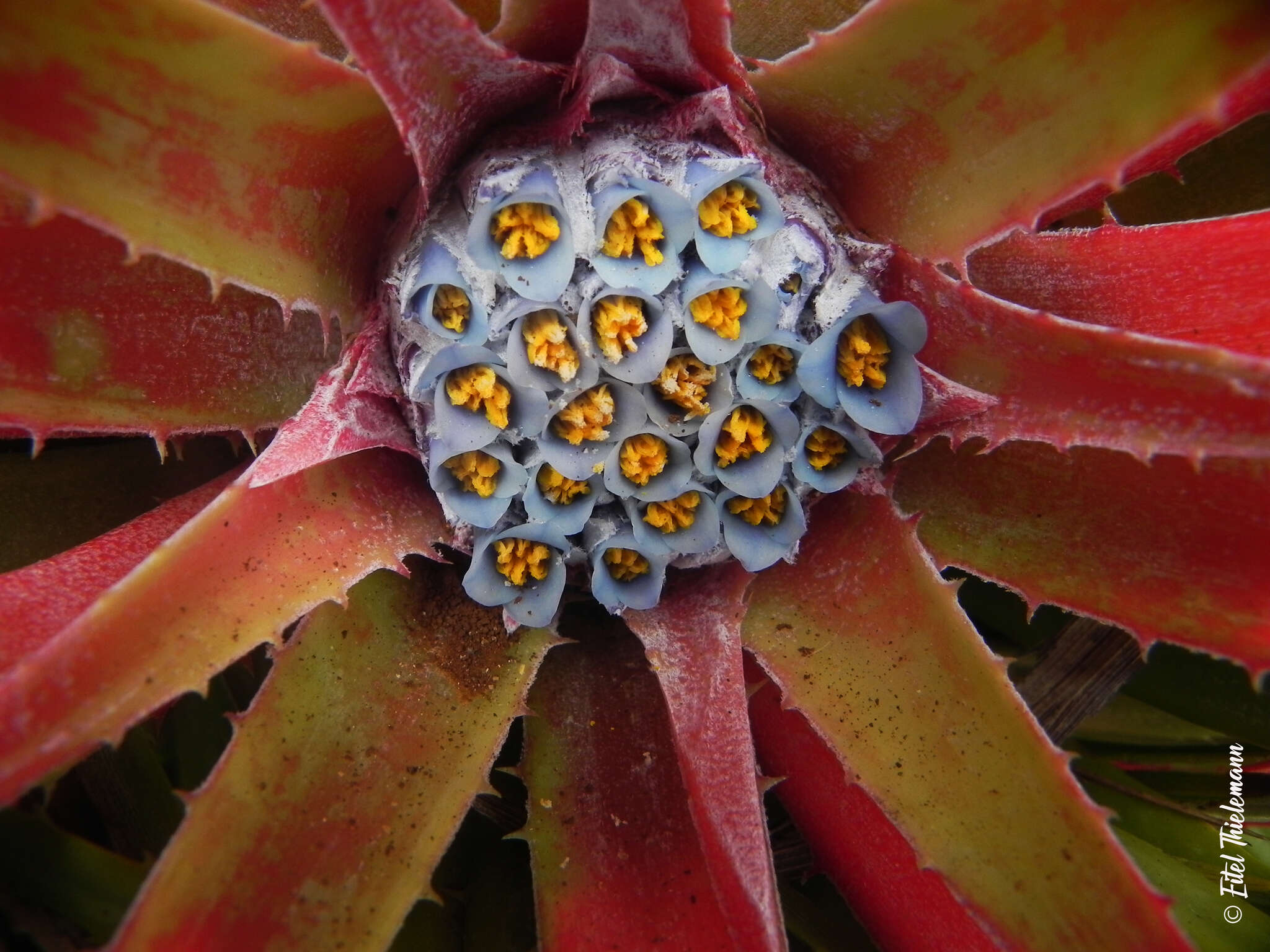 Image of Fascicularia bicolor subsp. bicolor