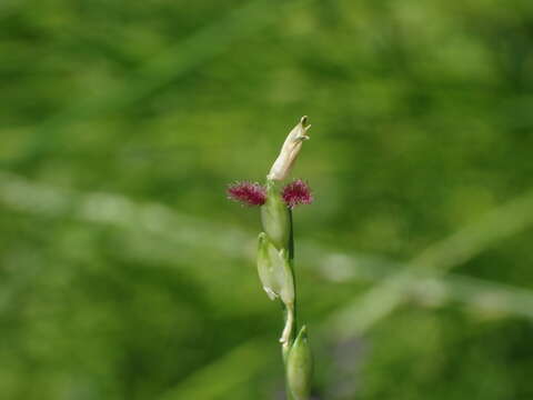 Image of Nile grass