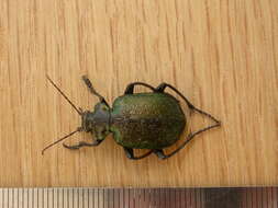 Imagem de Calosoma (Calosoma) schayeri Erichson 1842