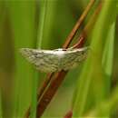 صورة <i>Idaea ostentaria</i>