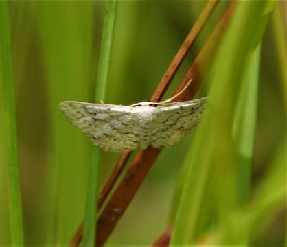 Image of <i>Idaea ostentaria</i>