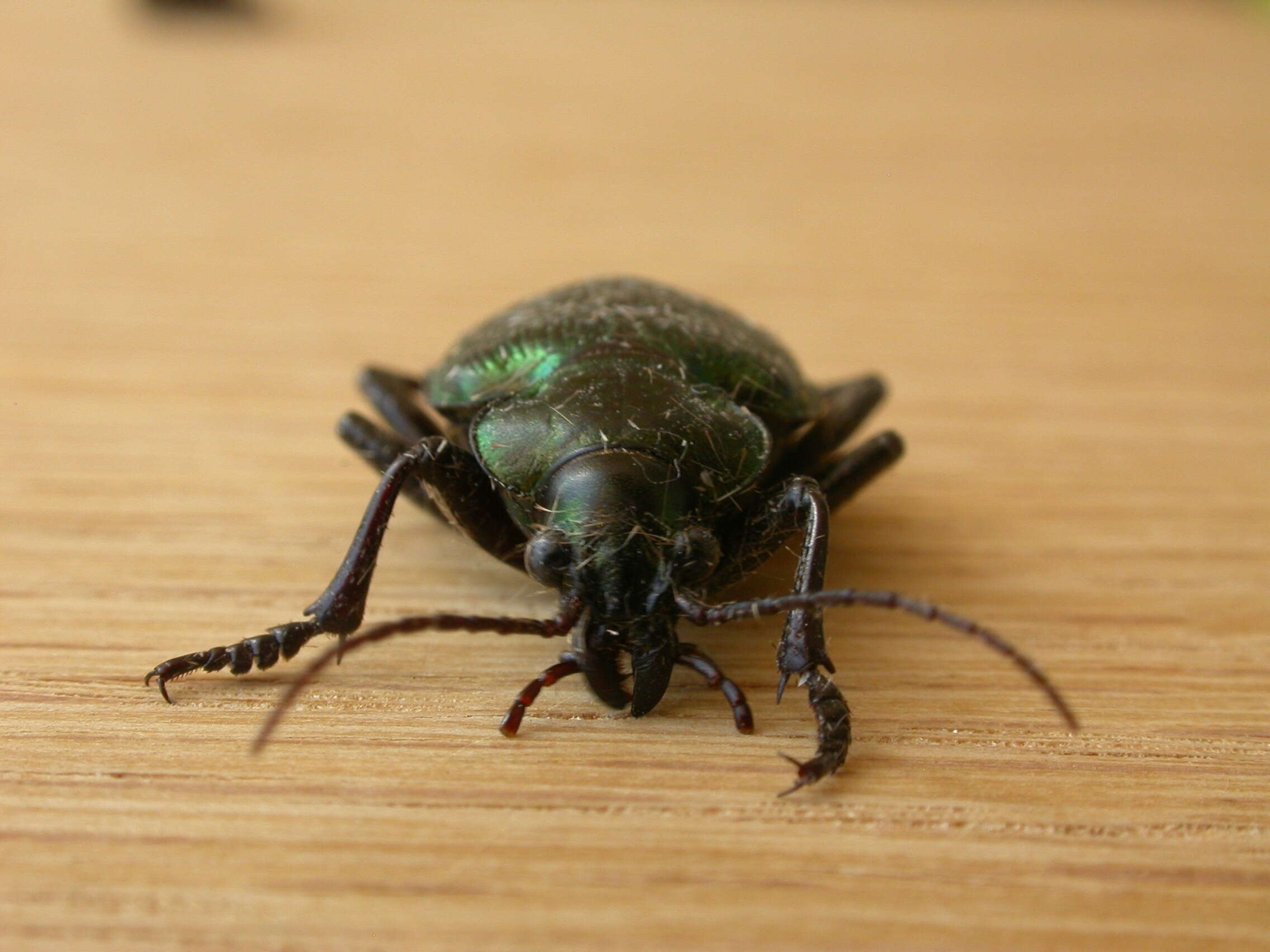 Imagem de Calosoma (Calosoma) schayeri Erichson 1842