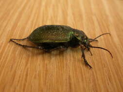 Imagem de Calosoma (Calosoma) schayeri Erichson 1842