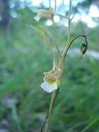 Image de Eulophia longisepala Rendle