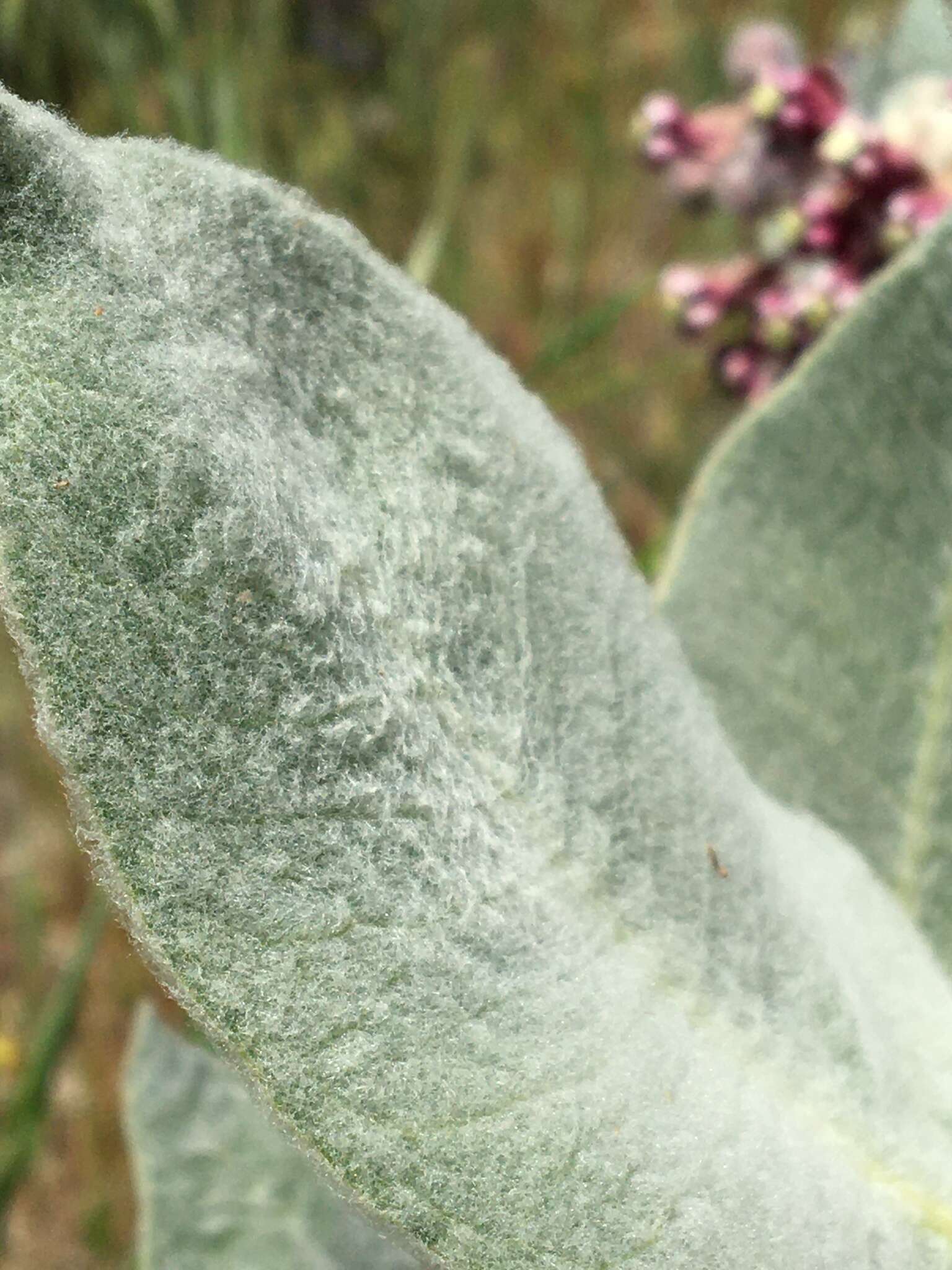 Imagem de Asclepias californica subsp. greenei Woods.