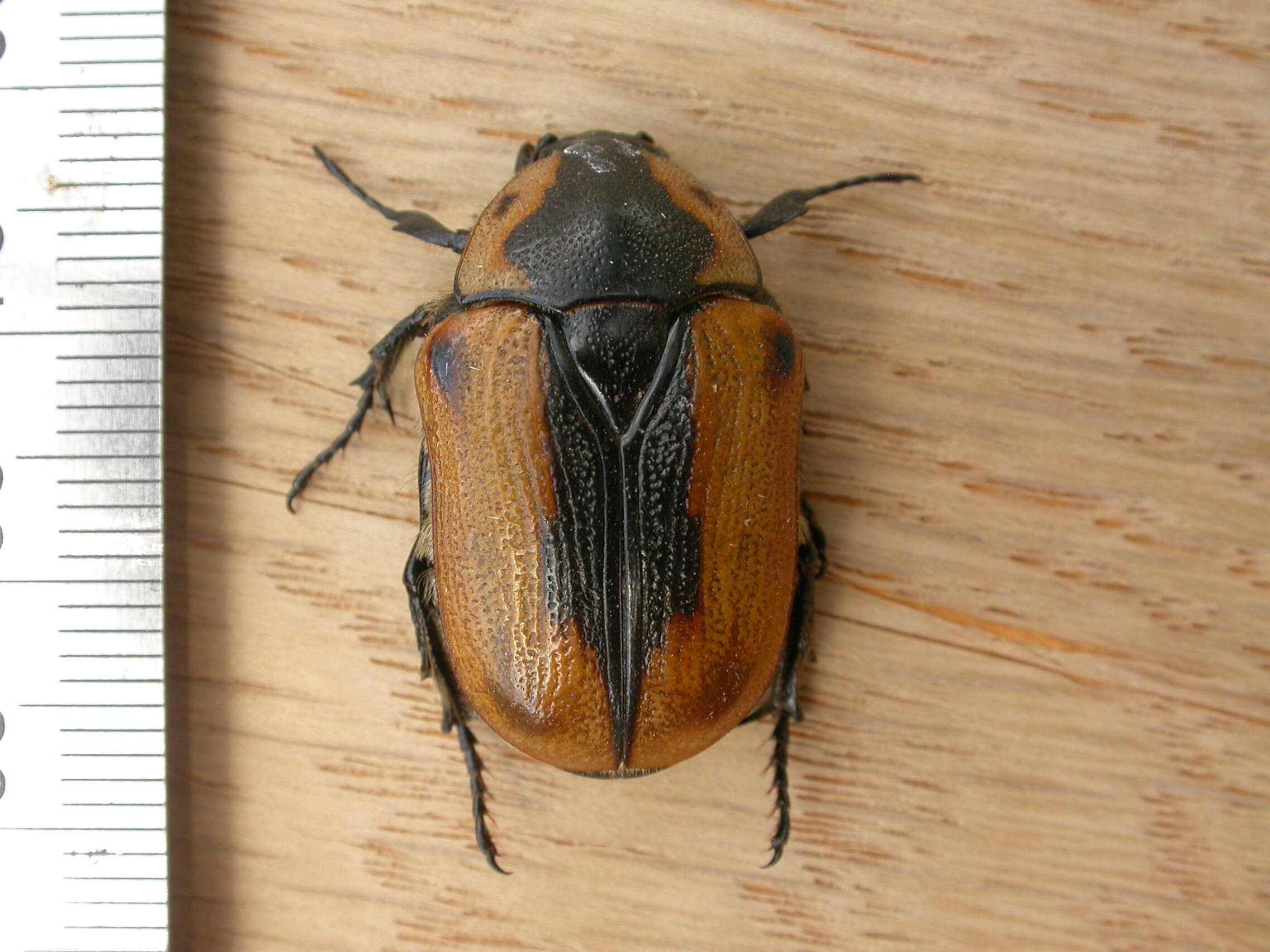 Image of Chondropyga dorsalis (Donovan 1805)