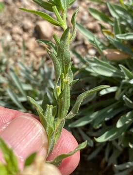 Image de Oenothera tubicula Gray