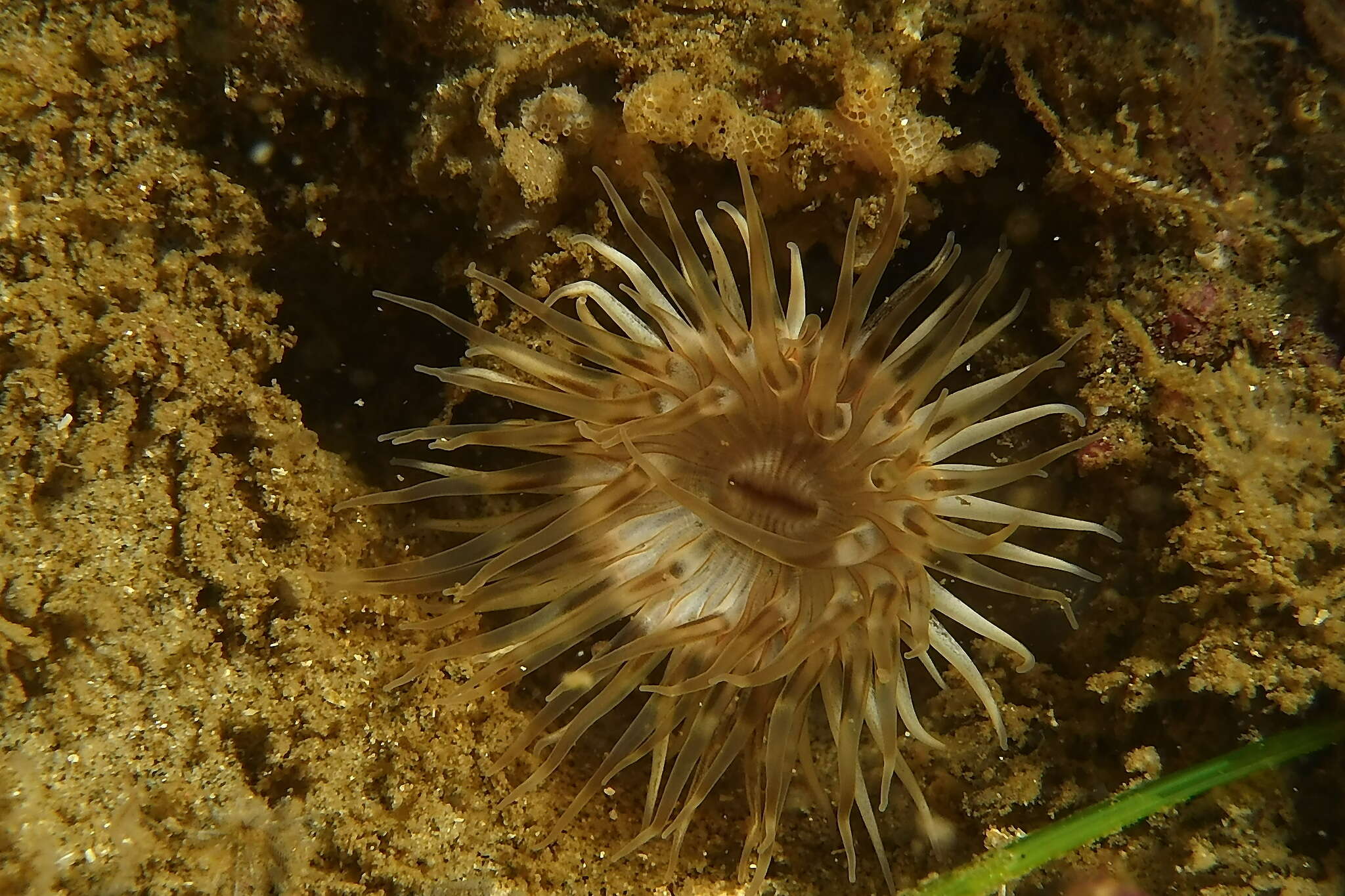 Image of wormy anemone