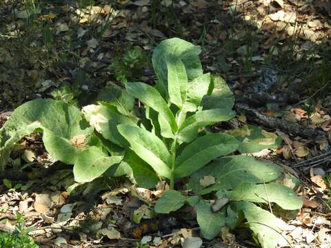 Plancia ëd Magydaris panacifolia (Vahl) Lange