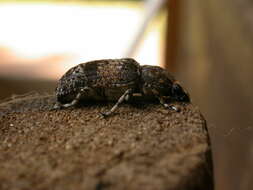 Image of fungus weevils