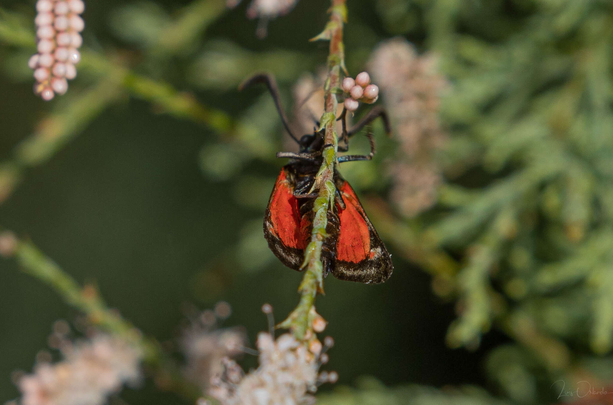 Plancia ëd Zygaena occitanica Villers 1789