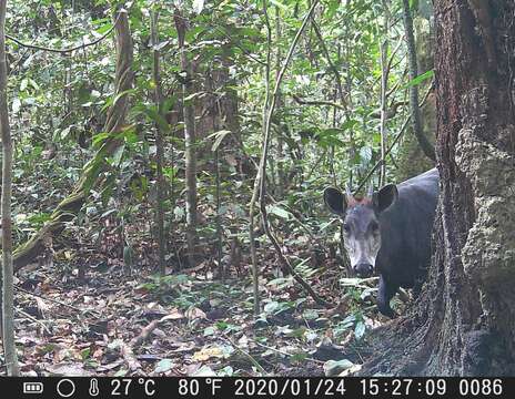 Image of yellow-backed duiker