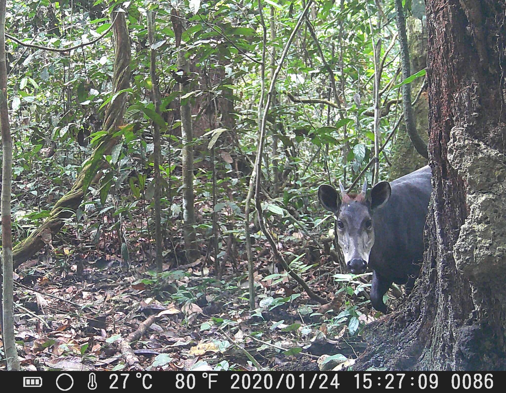 Image of yellow-backed duiker