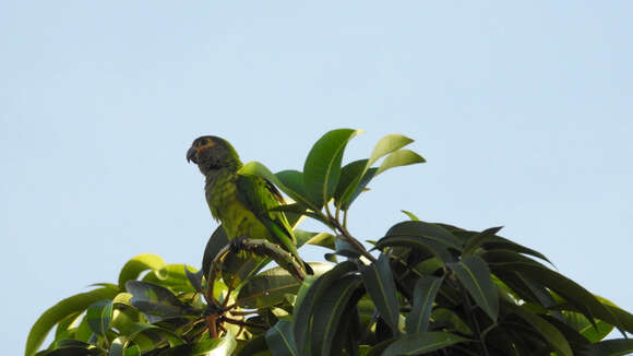 Plancia ëd Amazona amazonica (Linnaeus 1766)