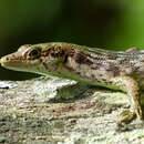 Image of Green-bellied Tree Skink