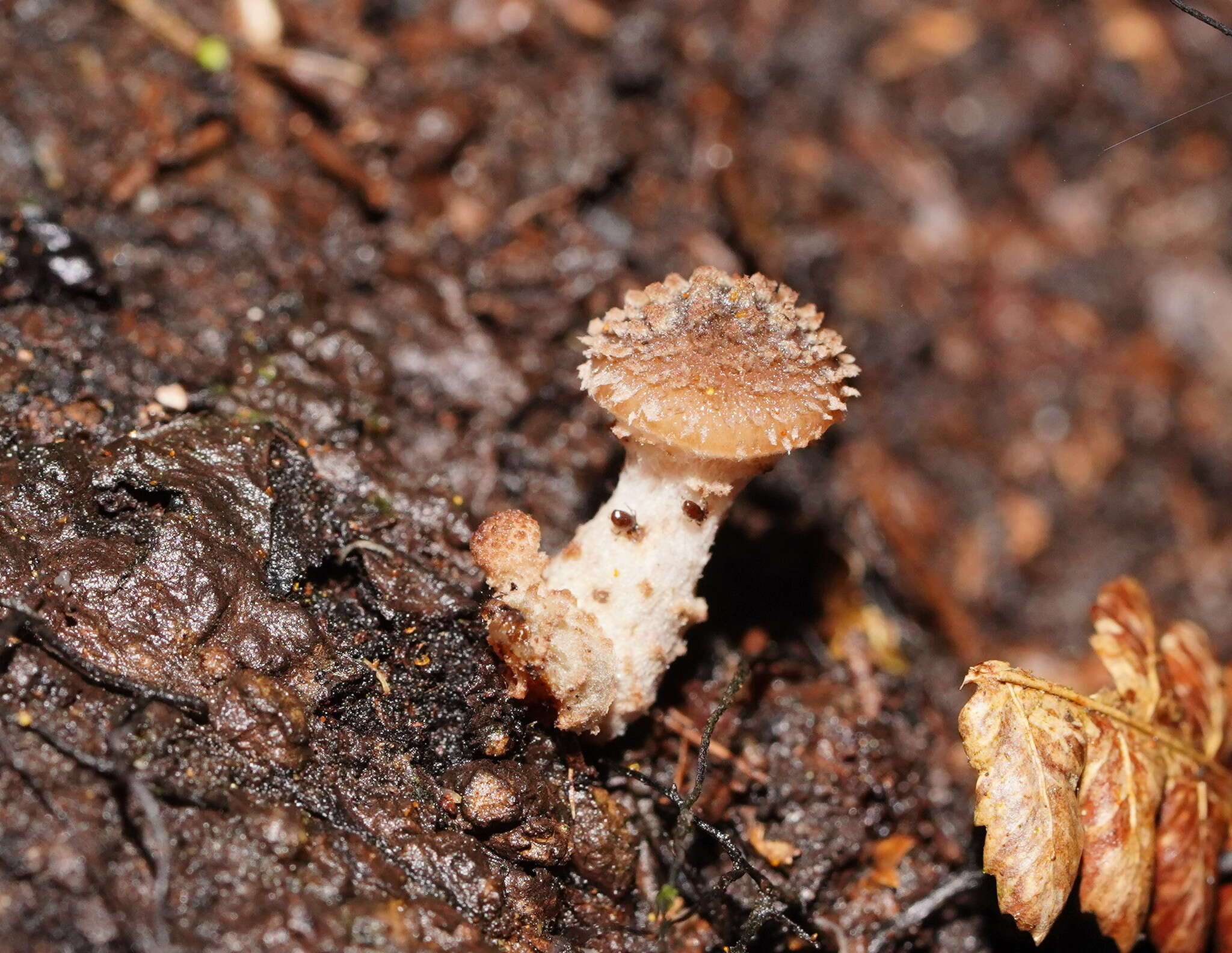 Image de Armillaria hinnulea Kile & Watling 1983