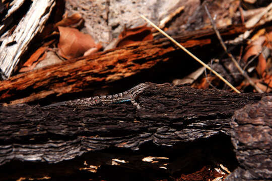 Image of Urosaurus ornatus schottii (Baird 1858)